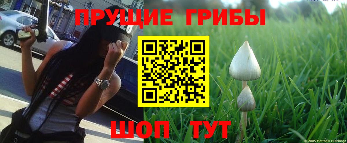 Галлюциногенные грибы Psilocybe  Вход с VPN  Выборг 